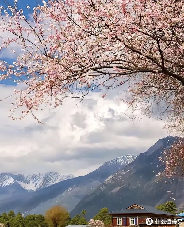 九游体育app娱乐70万株樱花酿成“粉樱地谈”-九游会体育 ag九游会登录j9入口 j9九游会登录入口首页